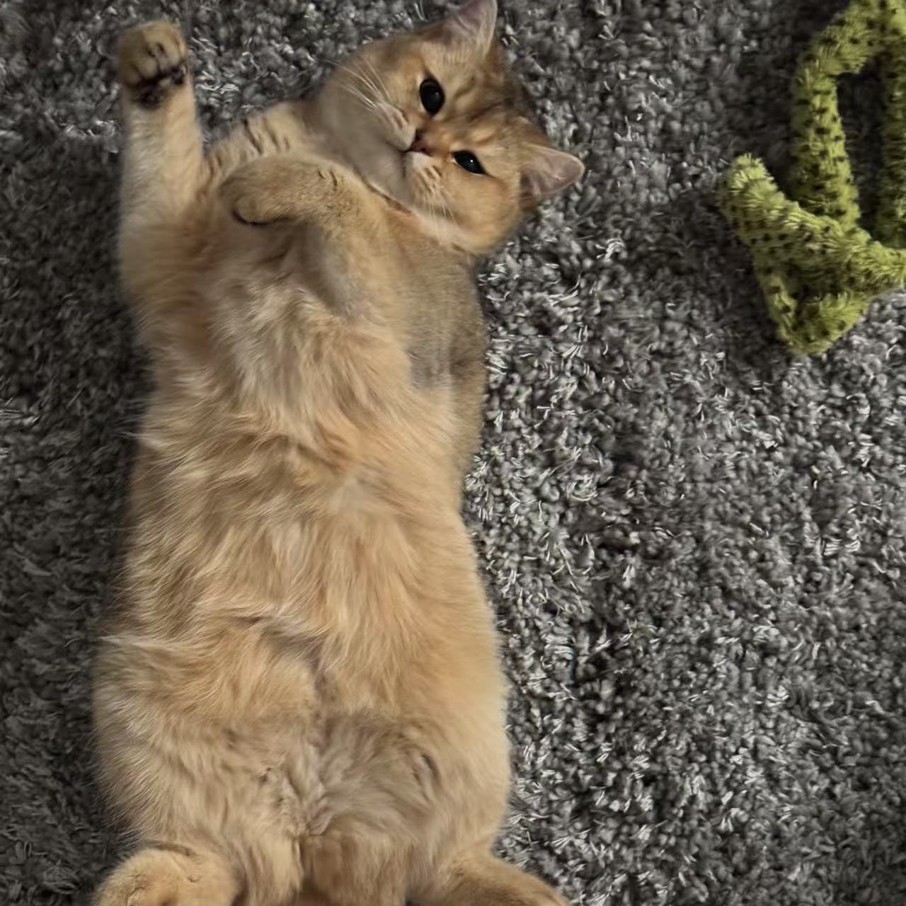 put a description here or you will lose grades